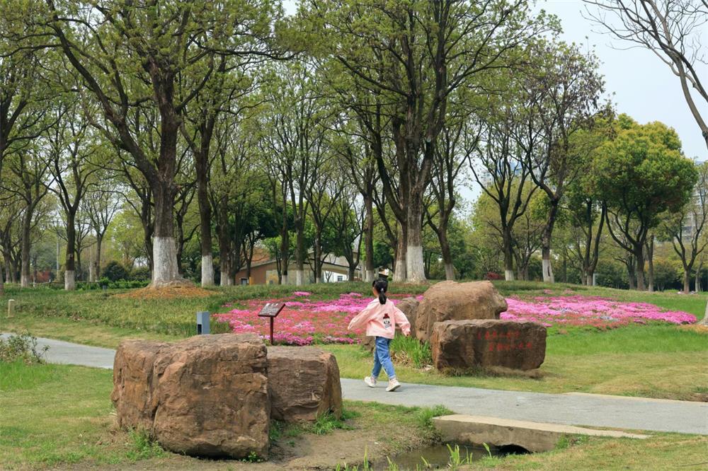 芝樱小花2222222222.jpg